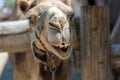 Camel head with  open mouth  in a zoo park during summer Royalty Free Stock Photo