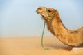 Camel head in profile Royalty Free Stock Photo