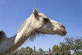 Camel head, profile view Royalty Free Stock Photo