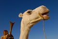 Camel head with saddle Royalty Free Stock Photo