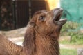 Camel Royalty Free Stock Photo