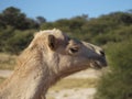 Camel head Royalty Free Stock Photo