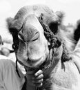 Camel head up close with big nose, eyes and mouth Royalty Free Stock Photo