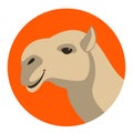 Camel head vector illustration, flat style ,profile Royalty Free Stock Photo