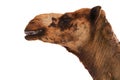 Camel head on white background Royalty Free Stock Photo