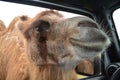 Camel head in window Royalty Free Stock Photo