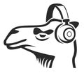 Camel with headphones