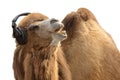 Camel with headphones singing passionately