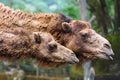 Camel Heads Royalty Free Stock Photo