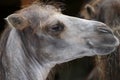 Camel headshot. Royalty Free Stock Photo