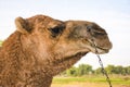 Camel Headshot Royalty Free Stock Photo