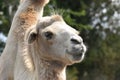 Camel headshot Royalty Free Stock Photo