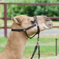 Camel Headshot Royalty Free Stock Photo