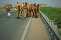 Camel herd on the highway