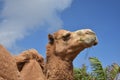 Camel With His Eyes Slightly Closesd Royalty Free Stock Photo