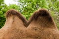 Camel Hump