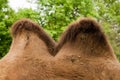 Camel Hump Royalty Free Stock Photo