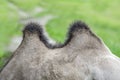 Camel hump close-up. The back of a camel with two humps. Humpback animal