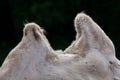 Camel humps Royalty Free Stock Photo
