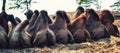Camel humps Royalty Free Stock Photo
