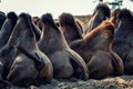 Camel Humps Royalty Free Stock Photo
