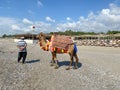 Camel with humps desert tourist in beautiful clothes for the entertainment of tourists near the sea in a warm tropical eastern