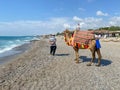 Camel with humps desert tourist in beautiful clothes for the entertainment of tourists near the sea in a warm tropical eastern