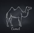 Camel outline icon, chalkboard style.