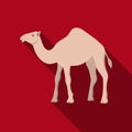 Camel icon in flat style isolated on white background. Arab Emirates symbol stock vector illustration. Royalty Free Stock Photo