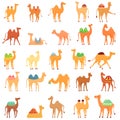 Camel icons set, cartoon style