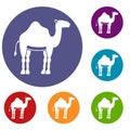 Camel icons set