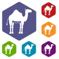 Camel icons set hexagon