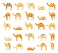 Camel icons set