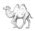 Camel illustration on isolated white background. Vector illustration animal from Middle and Central Asia Royalty Free Stock Photo