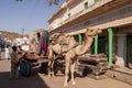 Camel on an Indian street
