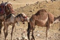 Camel Inspecting Another Camel`s Rear End