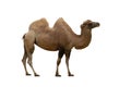 Camel isolated Royalty Free Stock Photo