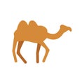 Camel isolated. Desert animals on white background