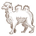 Camel isolated sketch, African desert animal with humps
