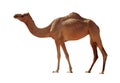 Camel isolated on white background