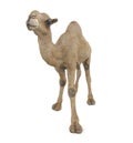 Camel Isolated