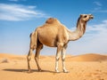 Ai Generated illustration Wildlife Concept of Camel isolated white Royalty Free Stock Photo