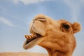 Camel in Israel desert, funny