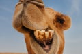 Camel in Israel desert, funny