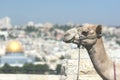 Camel in Jerusalem Royalty Free Stock Photo