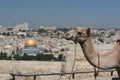 Camel in Jerusalem Royalty Free Stock Photo