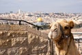 Camel Jerusalem