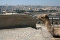Camel and Jerusalem