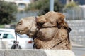 Spitting camel in Jerusalem, Mount of Olives