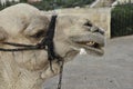 camel in Jerusalem